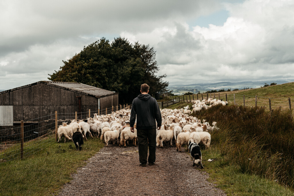 Out herding the sheep with the dogs