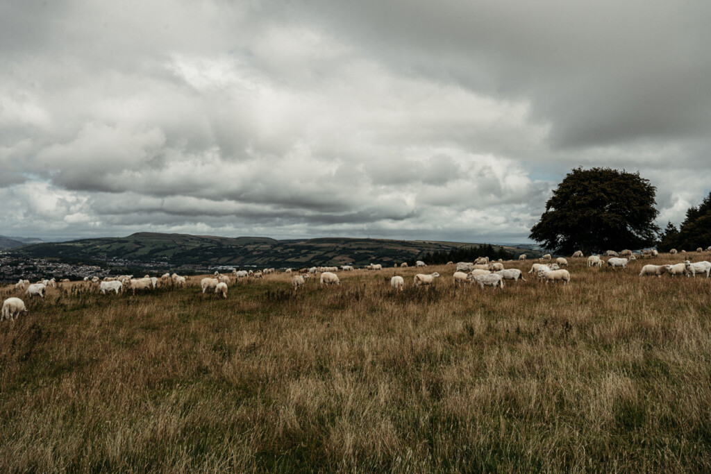 Sheep grazing high up on Garth Hill.