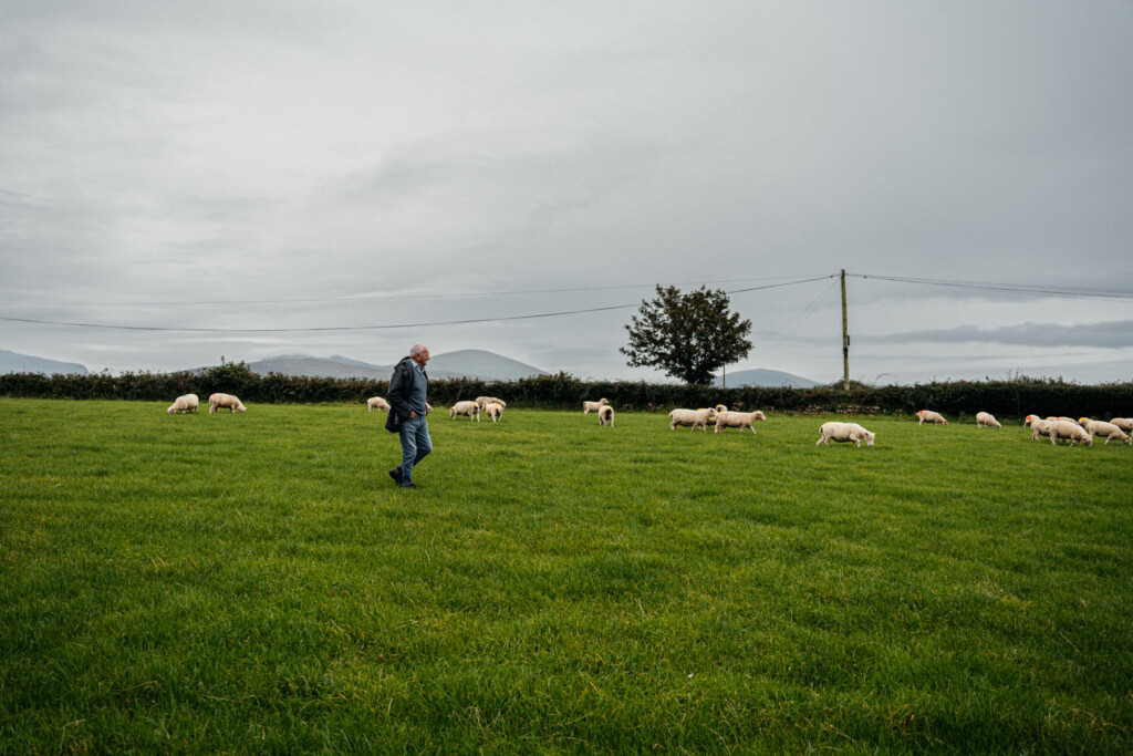Alwyn walking among his sheep at his farm where he produces Welsh Lamb and Welsh Beef 