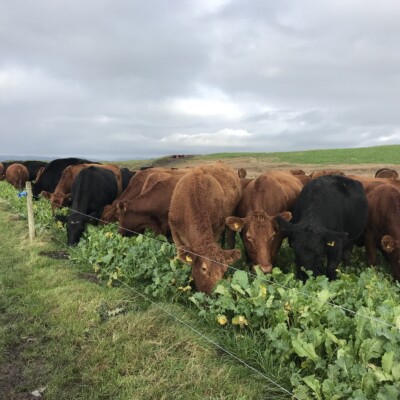 Welsh cattle grazing in a field