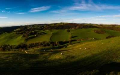 Ewch yn wyllt gyda Chig Oen Cymru a Chig Eidion Cymru